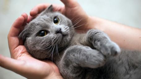 Cuddle Time with a Adorable Cat wallpaper