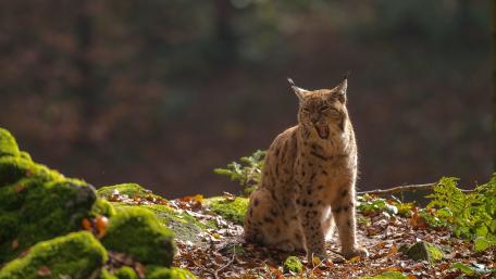 Majestic Lynx Yawning in Natural Habitat wallpaper