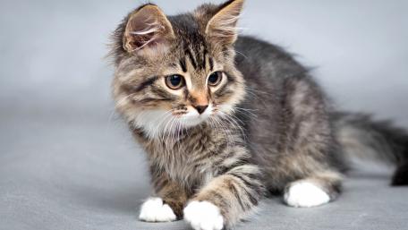 Playful Tabby Kitten on Gray Background wallpaper