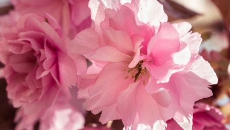 Blossoming Pink Flowers in Soft Light wallpaper