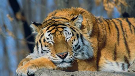 Majestic Tiger Resting in Serenity wallpaper