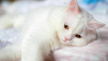 Soft White Cat Relaxing on Cozy Surface wallpaper