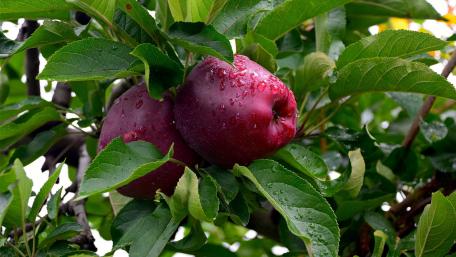 Freshly Harvested Red Apples on Green Foliage wallpaper