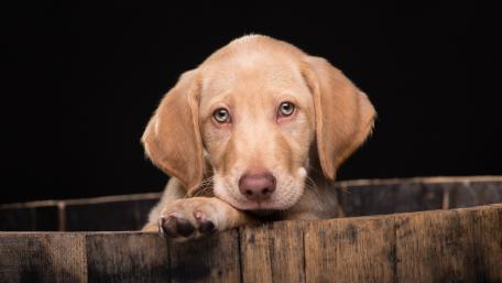 Adorable Puppy Peeking Over Barrel Wall wallpaper