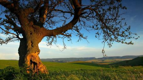 Majestic Tree Against a Serene Landscape wallpaper