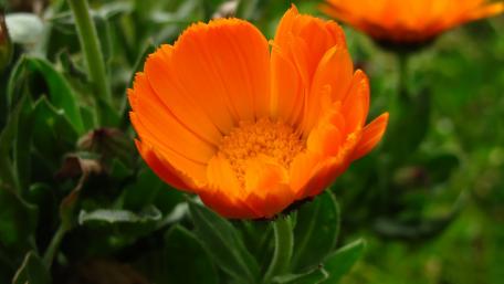 Vibrant Orange Flower in Bloom wallpaper