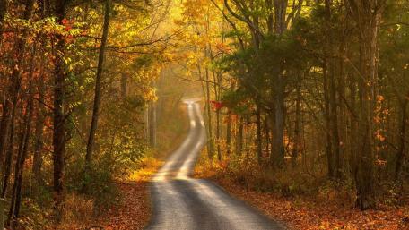 Serene Autumn Pathway Through Vibrant Forest wallpaper