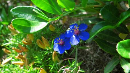 Vibrant Blue Blossoms Surrounded by Greenery wallpaper