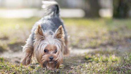 Charming Yorkshire Terrier in Action wallpaper