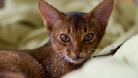 Elegant Brown Cat Portrait for Your Space wallpaper