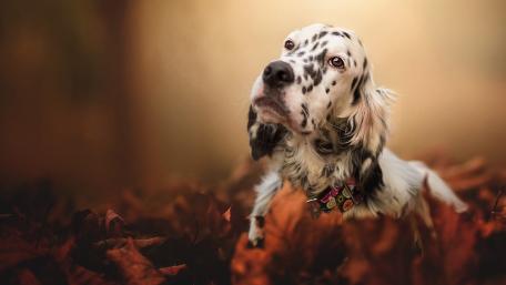 Charming Dog Amidst Autumn Leaves wallpaper
