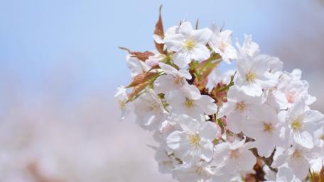 Blossoming Serenity in Springtime Flowers wallpaper