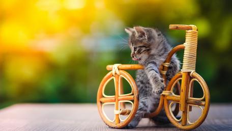 Whiskered Adventurer in a Tiny Bicycle wallpaper