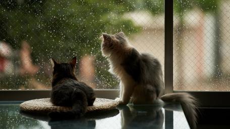 Two Cats Watching Rain from a Cozy Window wallpaper