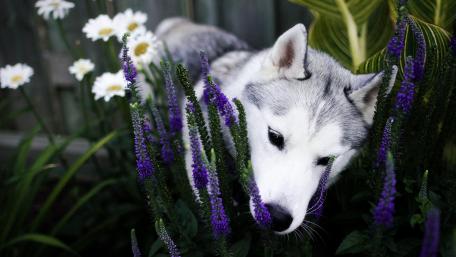 Gentle Husky Among Vibrant Blooms wallpaper