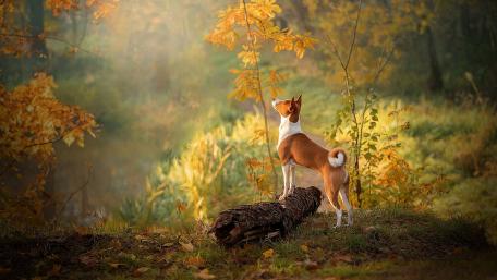 Autumn Serenity with a Dog Standing Proudly wallpaper