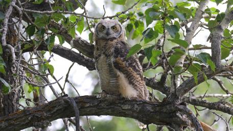 Majestic Owl in Serene Surroundings wallpaper