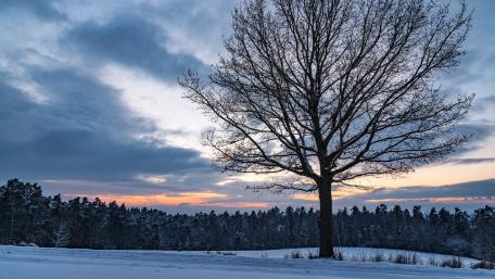 Winter Serenity Amidst the Trees wallpaper