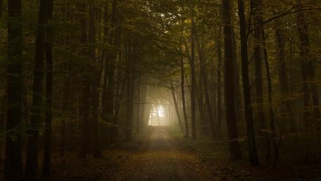 Mystical Forest Pathway Awaits Adventure wallpaper