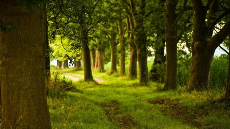 Serene Pathway Through a Lush Green Forest wallpaper