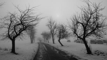 Mystical Winter Pathway in Foggy Silence wallpaper