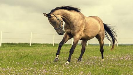 Majestic Horse Roaming in the Meadow wallpaper