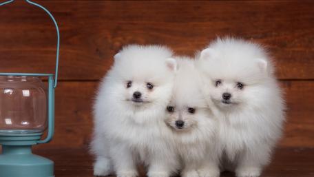 Fluffy Pomeranian Puppies in Cozy Setting wallpaper