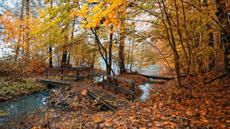 Autumn Serenity in the Forest wallpaper