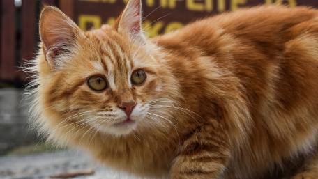 Fluffy Ginger Cat on the Move wallpaper