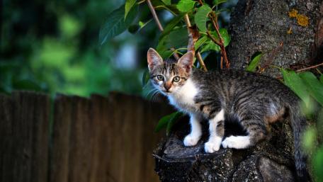 Playful Tabby Kitten in Nature wallpaper