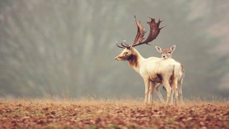 Majestic Deer Family on a Misty Morning wallpaper