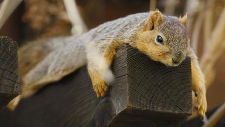 Sleepy Squirrel Resting on a Log wallpaper