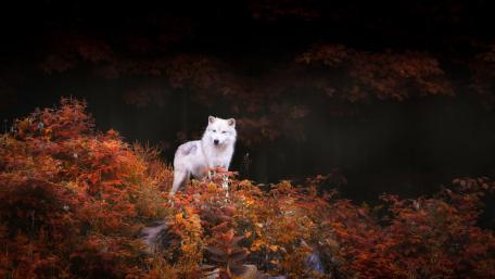 Majestic Wolf in Autumn Hues wallpaper