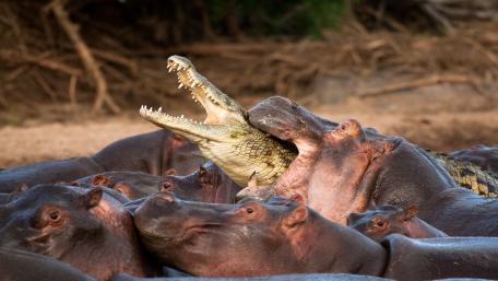 Wildlife Encounter of Hippos and Crocodile in Harmony wallpaper