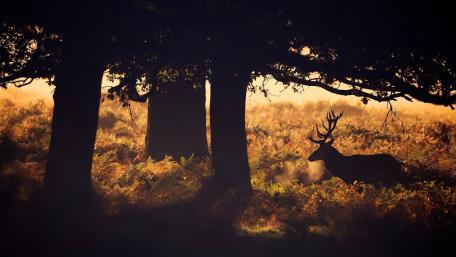 Majestic Stag in the Misty Forest Scene wallpaper