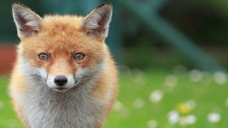 Captivating Close-Up of a Fox in Nature wallpaper