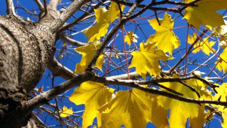 Golden Leaves Under Blue Sky wallpaper