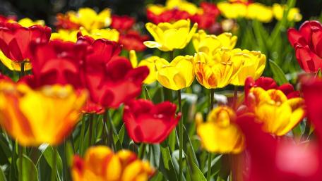 Vibrant Field of Tulips in Bloom wallpaper