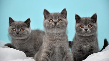 Cute Playful Kittens on Blue Background wallpaper