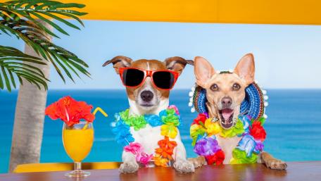 Summer Fun with Stylish Dogs wallpaper