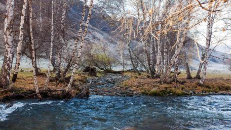 Tranquil Stream Among Birch Trees in Nature Scene wallpaper