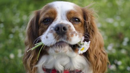 Playful Dog with Flowers in Its Mouth wallpaper