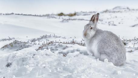 Gentle Rabbit Amidst Winter Wonderland wallpaper