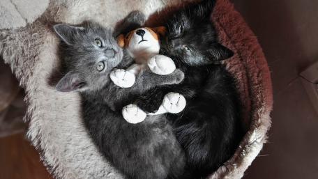 Cute Kittens Snuggling with a Toy wallpaper