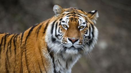 Majestic Tiger in Natural Habitat wallpaper