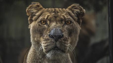 Majestic Lioness Close-Up Wallpaper wallpaper