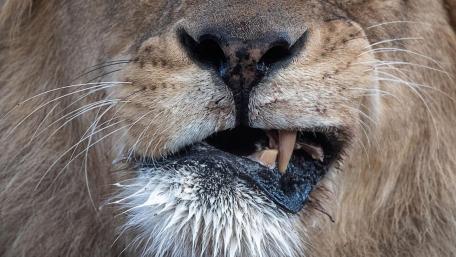 Majestic Lion Close-Up Wallpaper wallpaper