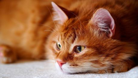 Gentle Orange Cat Relaxing in Comfort wallpaper