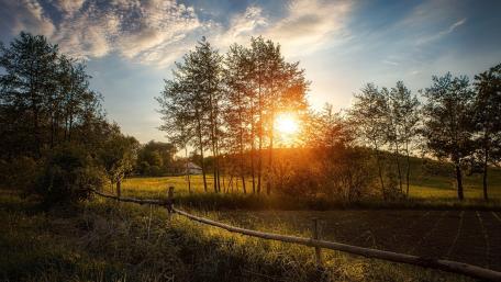 Serene Sunset Amidst Lush Greenery wallpaper