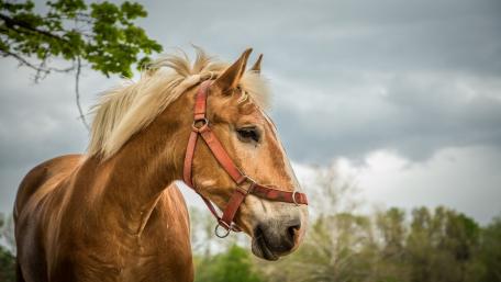 Gentle Beauty of a Horse in Nature wallpaper